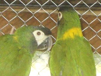 Guacamayo de collar amarillo